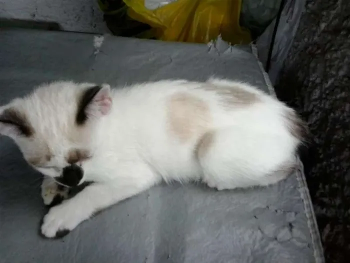Gato ra a nenhum idade 2 a 6 meses nome maike Minininho