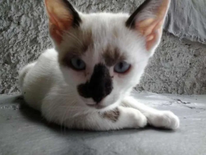Gato ra a nenhum idade 2 a 6 meses nome maike Minininho