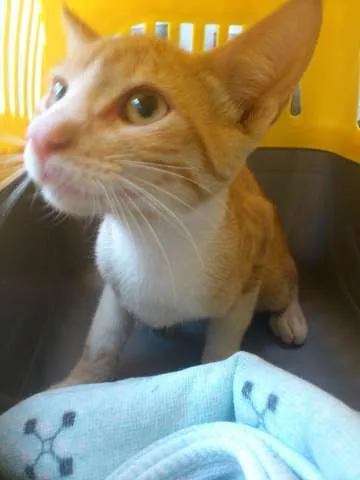 Gato ra a SRD idade 2 a 6 meses nome Brad