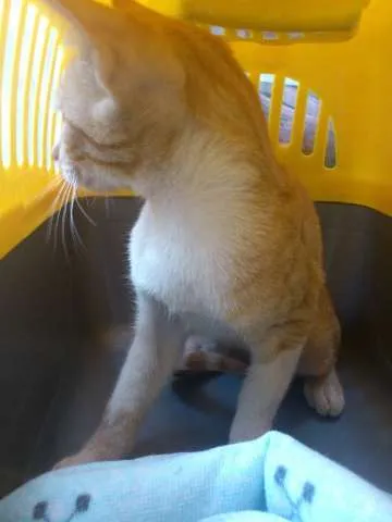 Gato ra a SRD idade 2 a 6 meses nome Brad