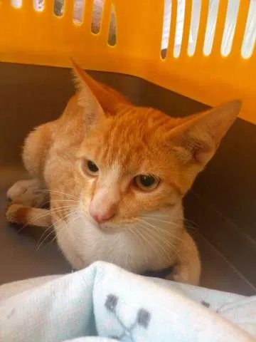 Gato ra a SRD idade 2 a 6 meses nome Brad