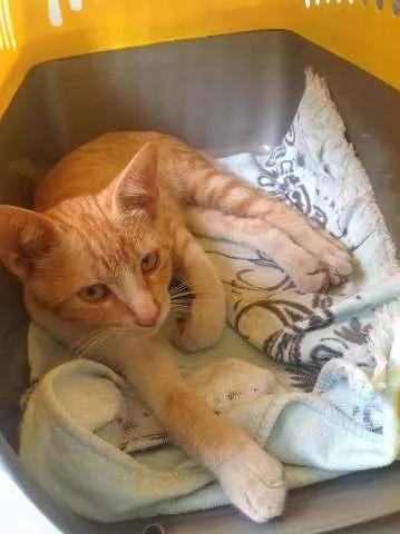 Gato ra a SRD idade 2 a 6 meses nome Brad