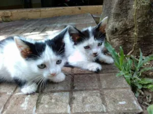 Gato raça  idade 2 a 6 meses nome Sem nome