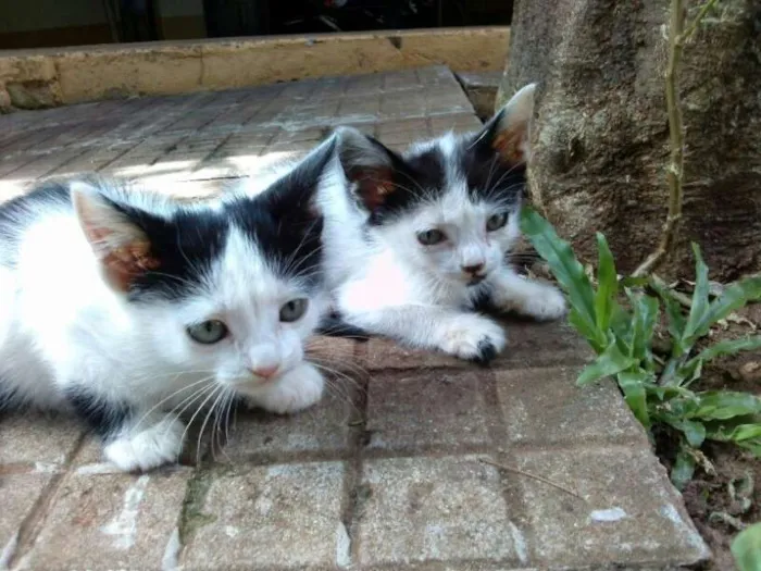 Gato ra a  idade 2 a 6 meses nome Sem nome