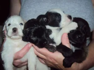 Cachorro raça SRD idade Abaixo de 2 meses nome bEBES