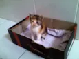 Denguinho