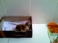 Denguinho