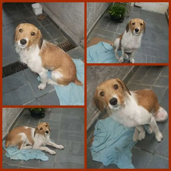 Cachorro ra a SRD idade 2 anos nome GISELE