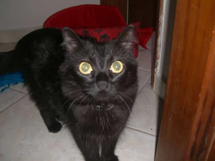 Gato ra a SRD idade 2 anos nome Julia