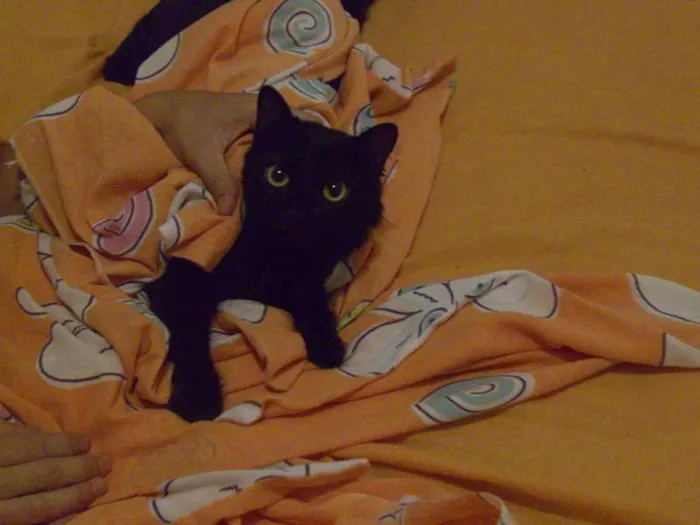 Gato ra a SRD idade 2 anos nome Julia