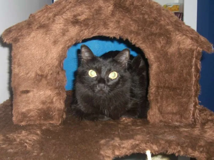 Gato ra a SRD idade 2 anos nome Julia