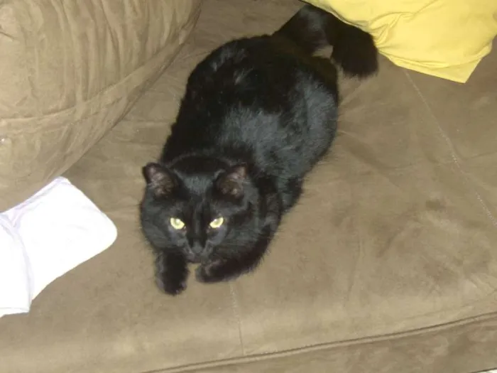 Gato ra a SRD idade 2 anos nome Julia