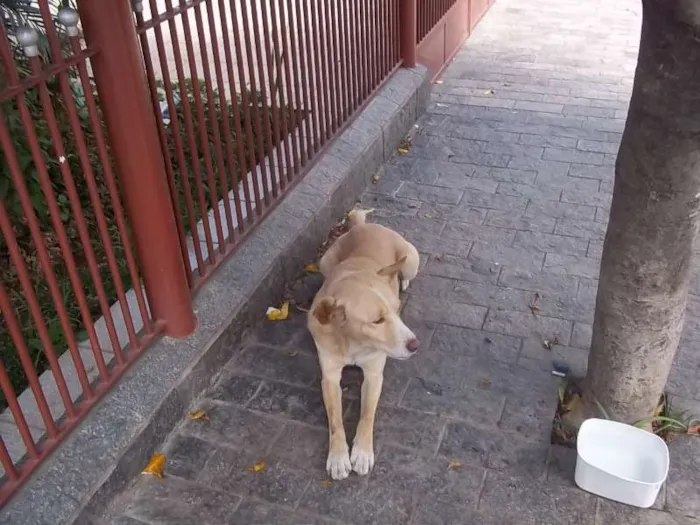 Cachorro ra a SRD idade 1 ano nome sn