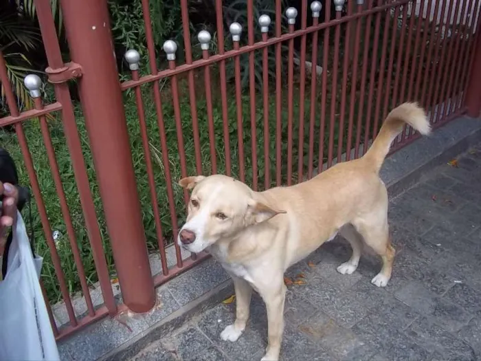 Cachorro ra a SRD idade 1 ano nome sn