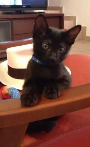 Gato raça SRD idade 2 a 6 meses nome Azul