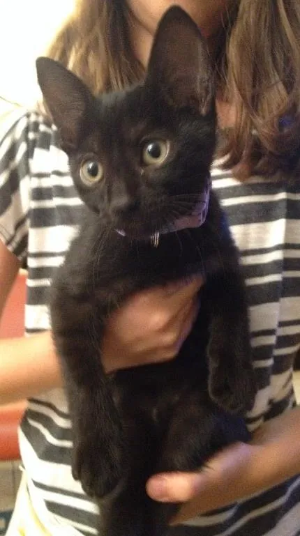Gato ra a SRD idade 2 a 6 meses nome Roxo