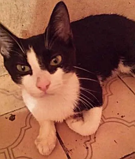 Gato ra a  idade 2 a 6 meses nome nil e vitória