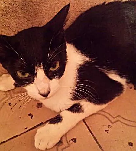 Gato ra a  idade 2 a 6 meses nome nil e vitória