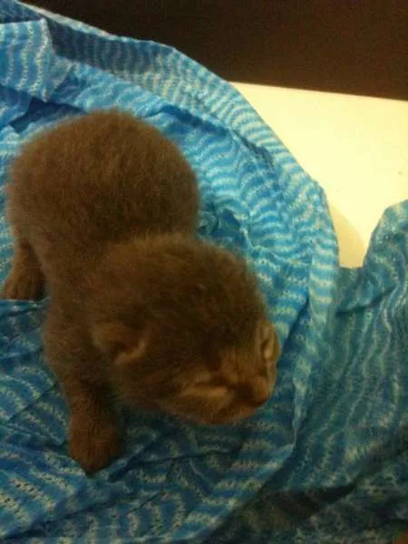 Gato ra a  idade Abaixo de 2 meses nome Tiquinho