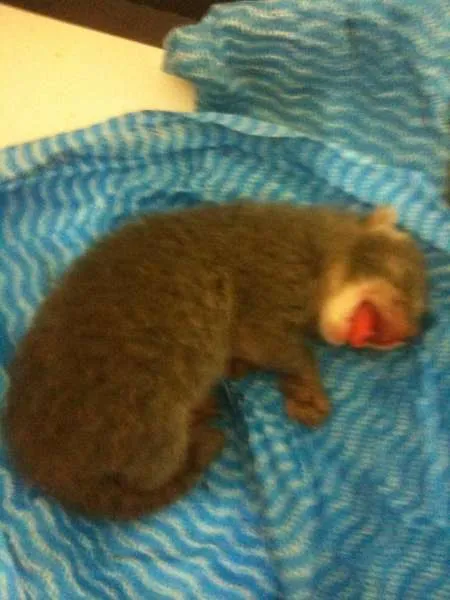 Gato ra a  idade Abaixo de 2 meses nome Tiquinho