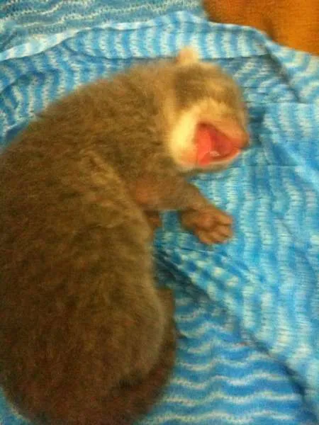 Gato ra a  idade Abaixo de 2 meses nome Tiquinho