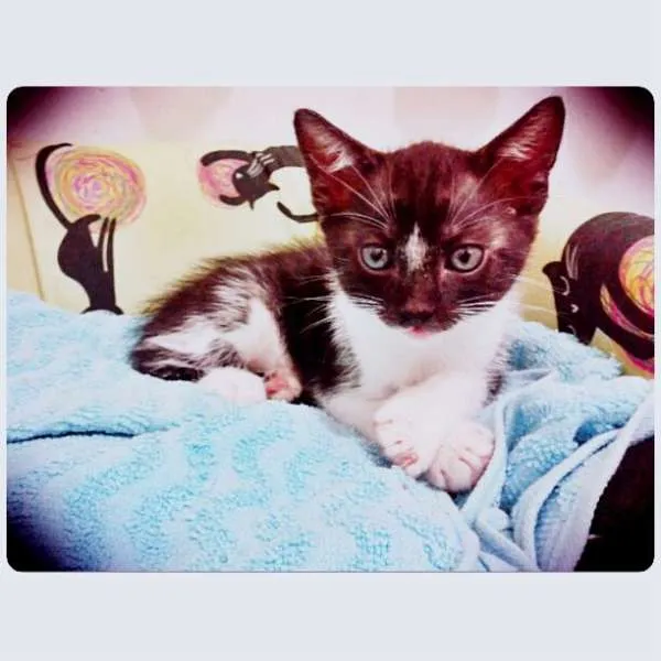 Gato ra a SRD idade Abaixo de 2 meses nome Frajola