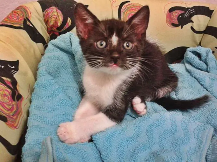 Gato ra a SRD idade Abaixo de 2 meses nome Frajola