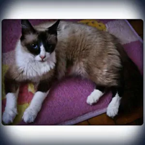 Gato raça SRD idade 3 anos nome Ariel
