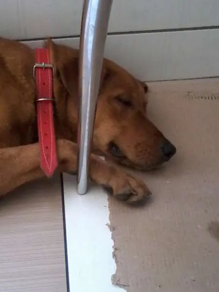 Cachorro ra a SRD idade 1 ano nome Mel