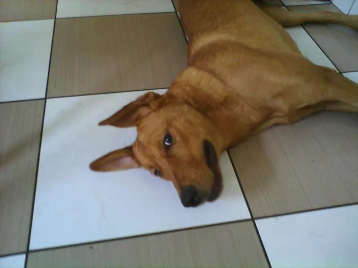 Cachorro ra a SRD idade 1 ano nome Mel