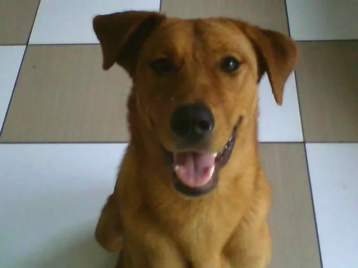 Cachorro ra a SRD idade 1 ano nome Mel