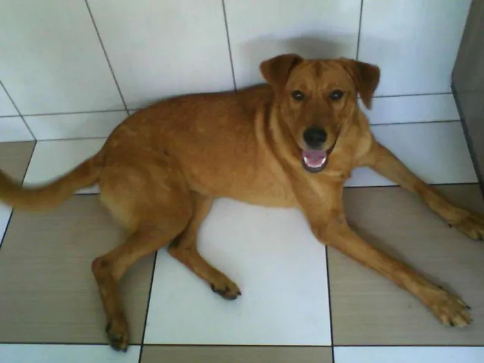 Cachorro ra a SRD idade 1 ano nome Mel