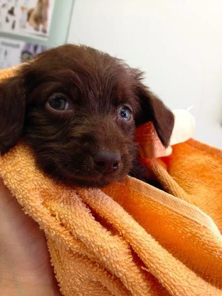 Cachorro ra a SRD idade Abaixo de 2 meses nome  Adoção de filhote,