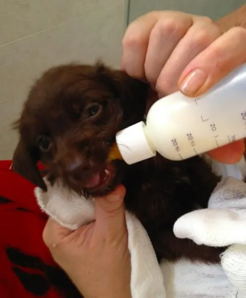 Cachorro ra a SRD idade Abaixo de 2 meses nome  Adoção de filhote,