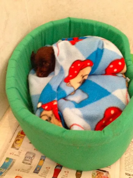 Cachorro ra a SRD idade Abaixo de 2 meses nome  Adoção de filhote,