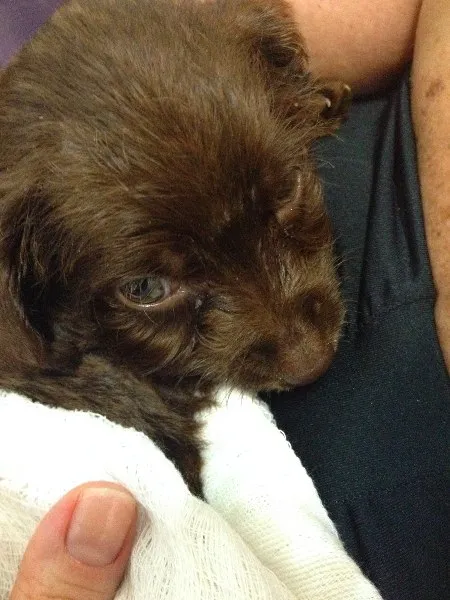 Cachorro ra a SRD idade Abaixo de 2 meses nome  Adoção de filhote,