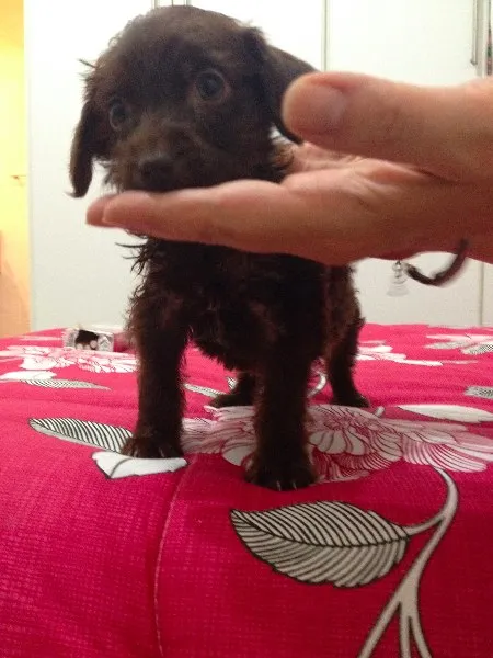 Cachorro ra a SRD idade Abaixo de 2 meses nome  Adoção de filhote,