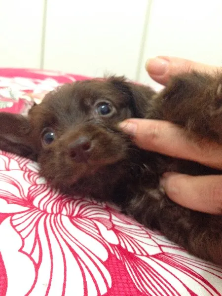 Cachorro ra a SRD idade Abaixo de 2 meses nome  Adoção de filhote,