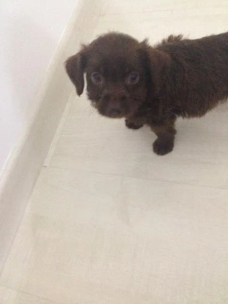 Cachorro ra a SRD idade Abaixo de 2 meses nome  Adoção de filhote,