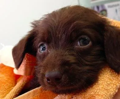 Cachorro ra a SRD idade Abaixo de 2 meses nome  Adoção de filhote,