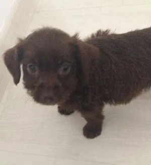 Cachorro raça SRD idade Abaixo de 2 meses nome  Adoção de filhote,