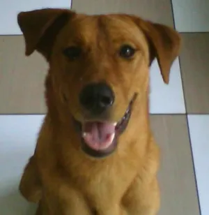 Cachorro raça SRD idade 1 ano nome Mel