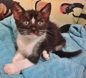 Gato raça SRD idade Abaixo de 2 meses nome Frajola