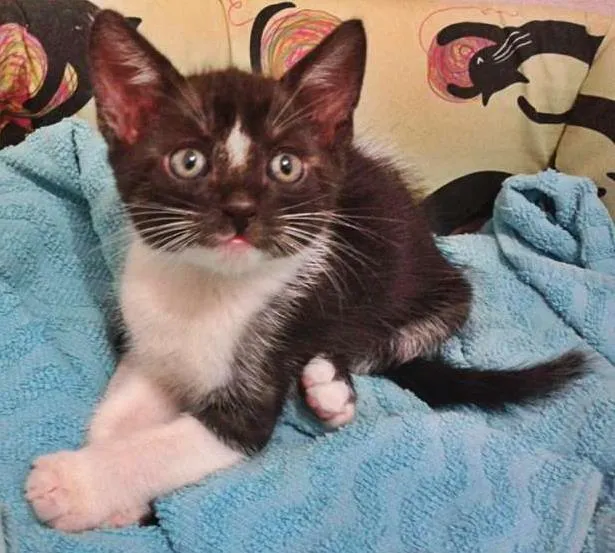 Gato ra a SRD idade Abaixo de 2 meses nome Frajola