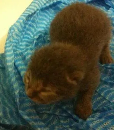 Gato ra a  idade Abaixo de 2 meses nome Tiquinho