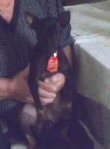 Cachorro raça Pinscher idade 1 ano nome Mickey