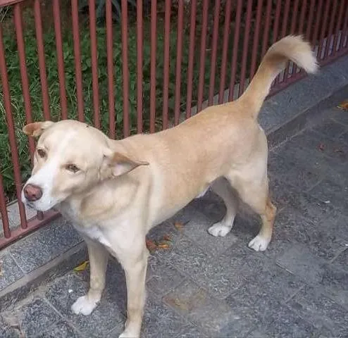 Cachorro ra a SRD idade 1 ano nome sn