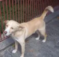sn