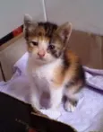 Denguinho