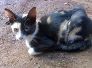 Gato raça viralata idade 2 a 6 meses nome filhotes